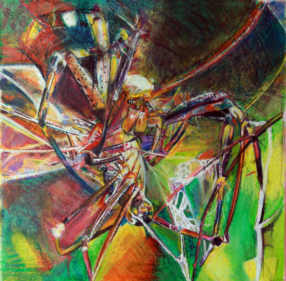 Araignée 50 x 50