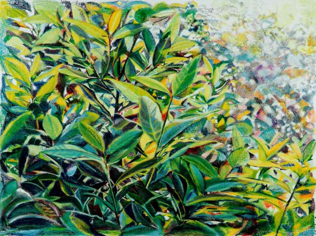 laurier 60 x 100